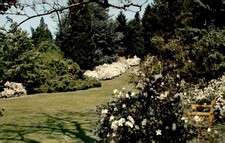 Winterthur Gardens, White Azalea Walk, 1960s Postcard picture
