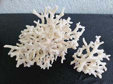 2 Natural White Dead Coral Branch Skeleton Saltwater Aquarium 6x4x4 & 3x2x2 inch picture