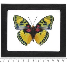 Euphaedra blue green red verso butterfly Africa FRAMED picture