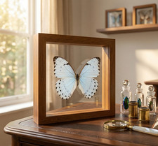 Real White Morpho Butterfly 7x7 Double Glass Floating Frame Morpho Catenaria New picture