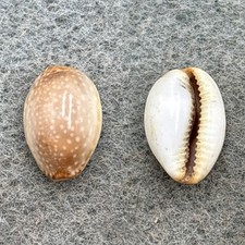 #11 Cypraea semiplota annae 13.3mm F Haiku, Hawaii picture