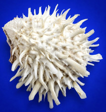 Large 98.6mm Spondylus variegatus Spiny oyster shell Collector w/data label picture