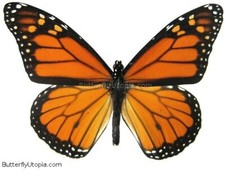 Monarch butterfly (Danaus plexippus) - Unspread, wing closed, dried papered picture