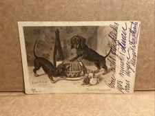 Antique C. 1900 Postcard German naughty Dachshund artist playing W Food On Table picture