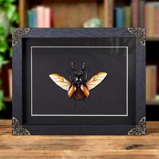 Fighting Giant Stag Beetle In Baroque Style Frame (Hexarthrius parryi) picture