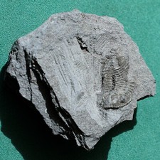 Rare trilobite, Andinacaste legrandi: Bolivia silurian trilobite fossil picture