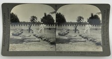 Antique Keystone Stereoview V17095 Tusks & Rubber Ready for Shipment Africa L-2 picture
