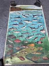 Vintage NOAA California Current Marine Fishes Poster Chart 36