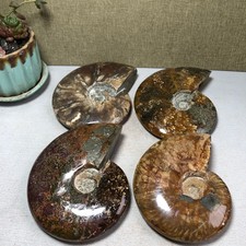 4pcs Natural conch Ammonite Crystal mineral original specimens 1.96kg A3926 picture