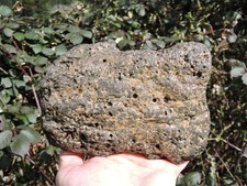 RARE Oregon Natural FOSSIL PETRIFIED TEREDO WOOD Stone w/ SHELL Inclusions 3lbs+ picture