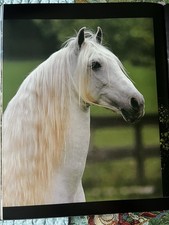 ReadThe Magnificent Horse Hardcover Book by Bob Langrish & Nicola Jane Swinney picture