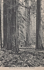 WA Postcard Railroad Building Through Forests Of Washington c1910s RR Ties logs picture
