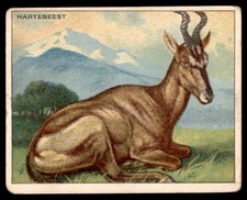 HARTEBEEST 1909 T29 ANIMALS HASSAN CIGARETTES picture