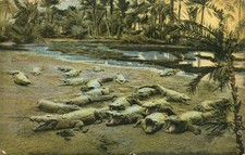 Crocodiles laying in Sun Postcard Antique 1912 Posted Italian Issued Cairo N picture