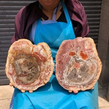 2pcs 7.26 LB Natural Petrified Wood Crystal Fossil Slice Crystal Specimen 6188 picture