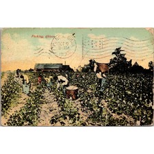 Picking Cotton 1912 Way Down South In The Land Of Cotton Vintage Postcard SP9-2 picture