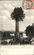 Burlington Tree growing out of chimney c1900s-10s Vintage Postcard picture