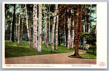 1907 Sagamore Hotel Lake George NY White Birch Trees Green Island Postcard picture