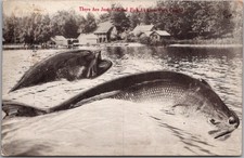 1912 FISHING Exaggeration Postcard 