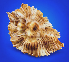 Chicoreus miyokoae 56.5mm Miyoko Murex Shell Rare Specimen Light Color picture