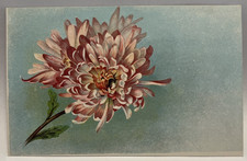 Pink Chrysanthemum Flowers, Bee, Vintage Postcard picture