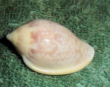 Special Collection Sale BL RFM 79789 Marginella glabella Linne 1758 35.2mm F++ M picture