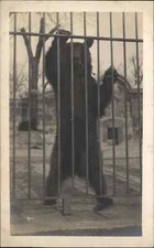 Captive Bear in Cage at Zoo c1910 Amateur Real Photo Postcard #1 picture