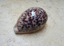F cypraea pantherina WOW COLOR  red sea shell very nice color F++++ F+++ 94.1 mm picture