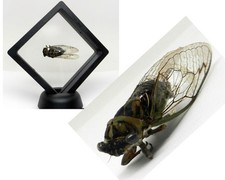 Real Megatibicen resh cicada western dusk singing cicada framed insect Specimen picture