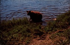 Yellowstone National Park Wyoming bear vintage postcard c548 picture