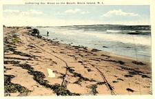 Gathering Sea Weed on the Beach, Block Island, R.I. Vintage Postcard 1922 picture