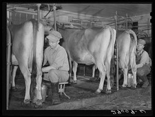 Photo:Osage Farms Missouri 1939 Milk Production Dairy Cows Milking Men picture