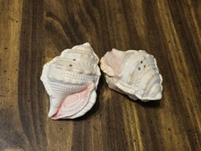 Seashell Ocean Beach Salt Pepper Shakers Glazed Porcelain  picture