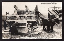 TORONTO 1910 Postcard; Exaggeration Humor; Fancy Poultry Big Chickens Real Photo picture