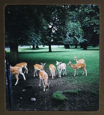 Deer @ OXFORD England - 1954 Stereo realist Slide Kodachrome #2558 picture