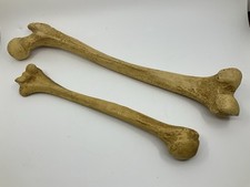 Vintage 1950s-60s Pair Anatomical Femur Models Hand Painted Resin Medical Model picture