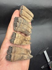 4 RARE FOSSIL HORSE TEETH - ASSOCIATED (SAME ANIMAL) PEACE RIVER FLORIDA picture
