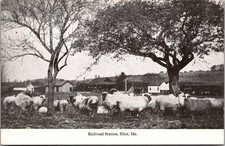 C1910 ELIOT MAINE postcard RAILROAD STATION cows in foreground picture
