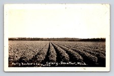 RPPC Celery Farm Field Harry Becker & Co Farms Decatur Michigan MI Postcard picture