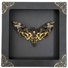 Real Framed Death Head Moth Acherontia, Dried Butterfly Skull Moth Taxidermy picture