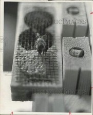 1969 Press Photo Bees working at a hive - lra37948 picture
