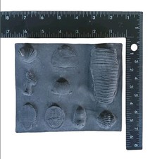 Middle Paleozoic Era Fossil Cast Replica Collection – Devonian & Silurian... picture