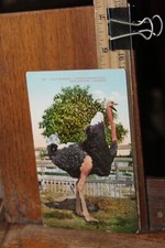 Antique Postcard Free US Shipping Pasadena Calif Cawston's Ostrich Farm picture