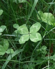 4 leaf clover picture