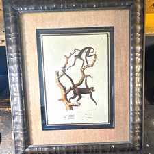 Framed Spider Monkeys Print Schinz Honegger Natural History Vintage Style Art picture
