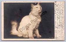K66/ Interesting RPPC Postcard c10 Pretty Pet Cat White Kennewick Washington 433 picture