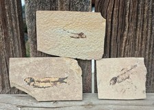 Trio of  Knightia fossilized fish from Green River fossil formation picture