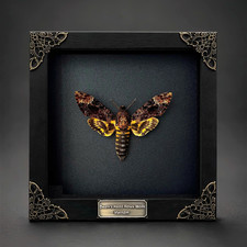 Death Head Moth Framed Real Acherontia Taxidermy Skull Specimen Gothic Oddities picture