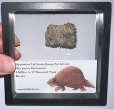 Framed RARE Ice Age Fossil GLYPTODONT Tail Scute Bone Armor Lot ONE PER ORDER picture
