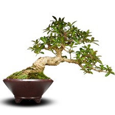 8.3 Inch Chinese Vintage Yixing Zisha Clay Planter, Handmade Bonsai Garden Decor picture